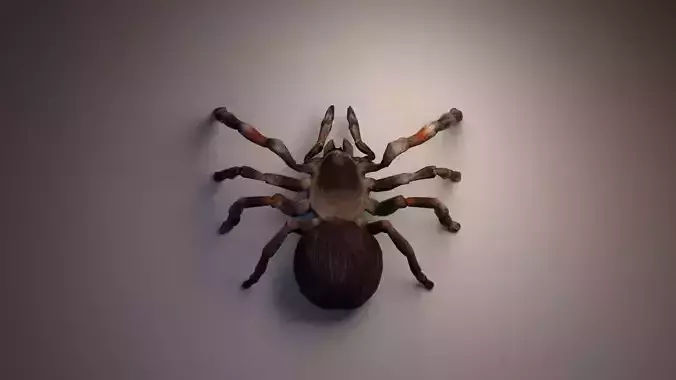 PBR Tarantula rigged and animated Low-poly 3D model