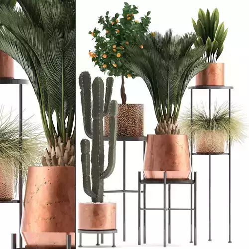Collection of plants in copper pots