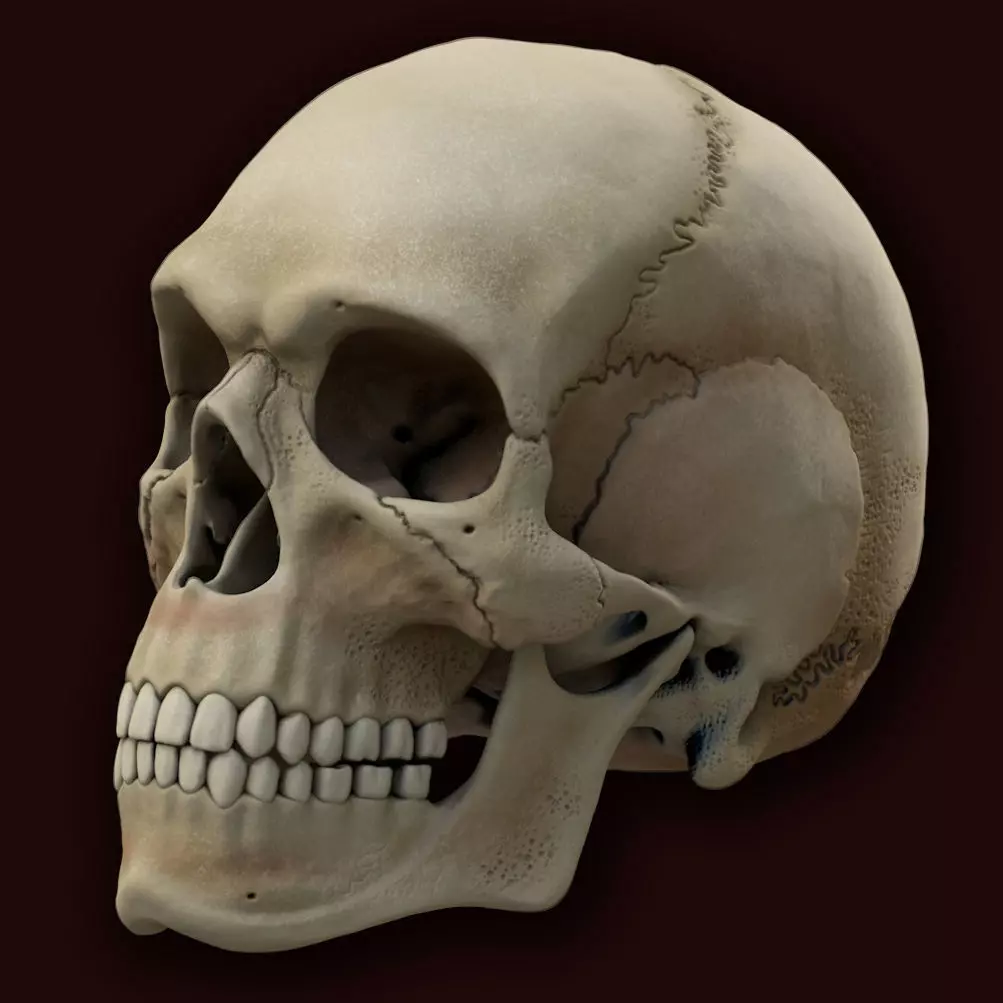 Ancient Skull Low-poly 3D model_0