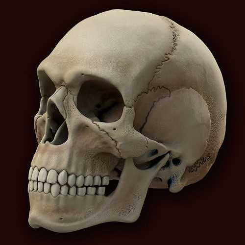 Ancient Skull Low-poly 3D model
