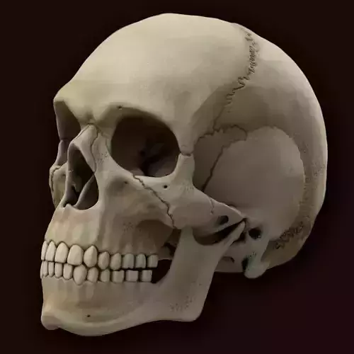 Ancient Skull Low-poly 3D model