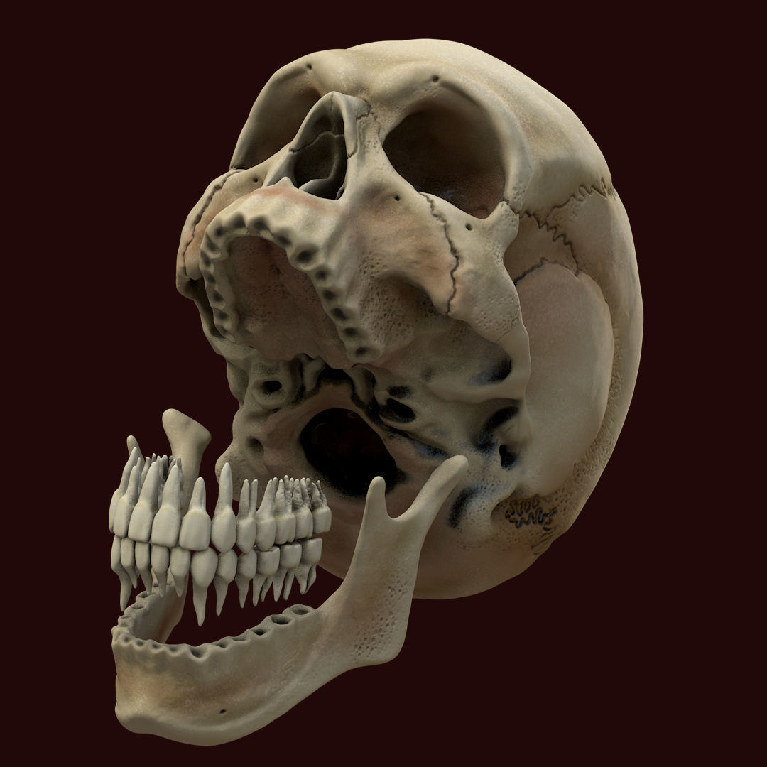 Ancient Skull Low-poly 3D model_3