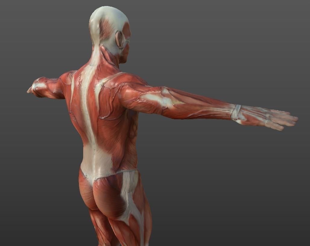 Human Muscular System Low-poly 3D model_4