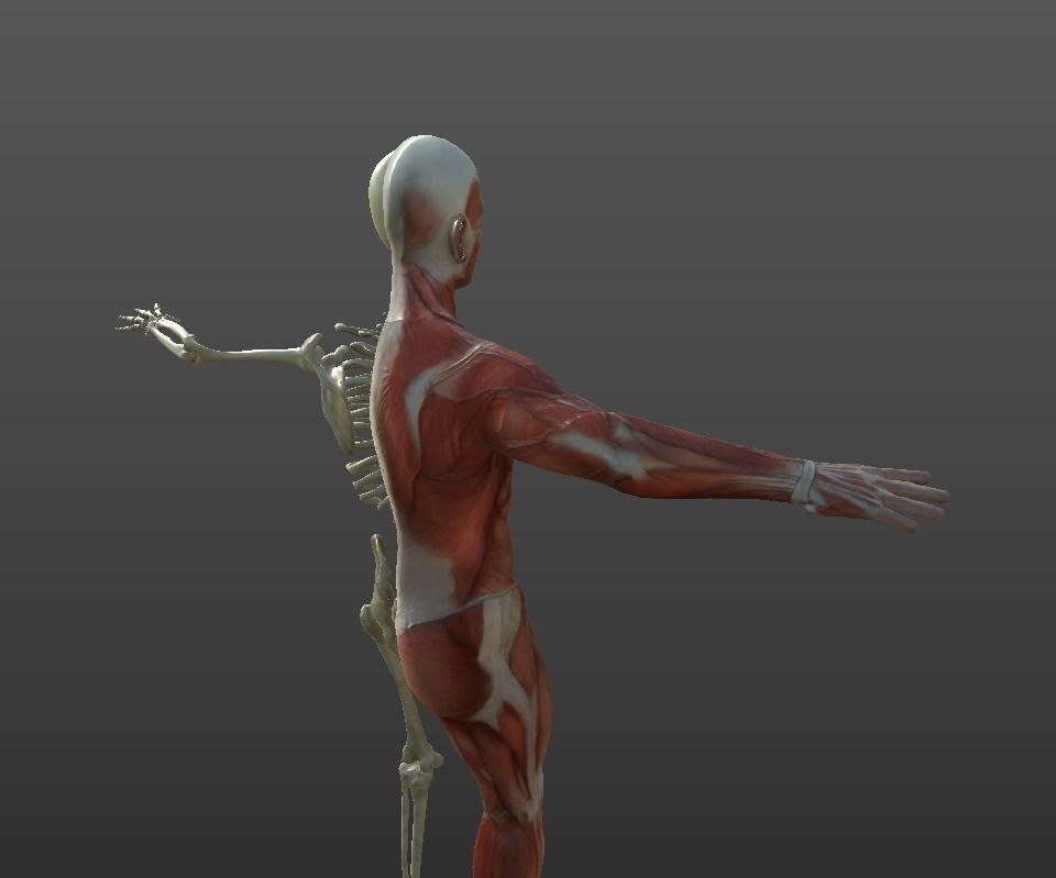 Human Muscular System Low-poly 3D model_11