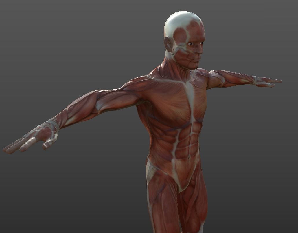 Human Muscular System Low-poly 3D model_3