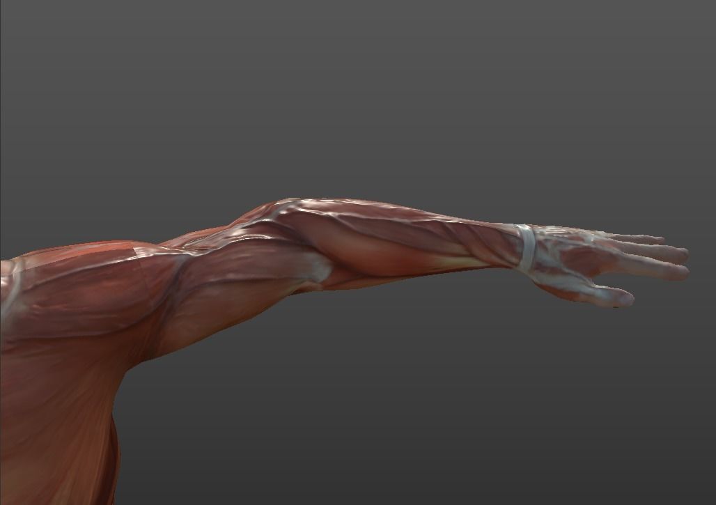 Human Muscular System Low-poly 3D model_6
