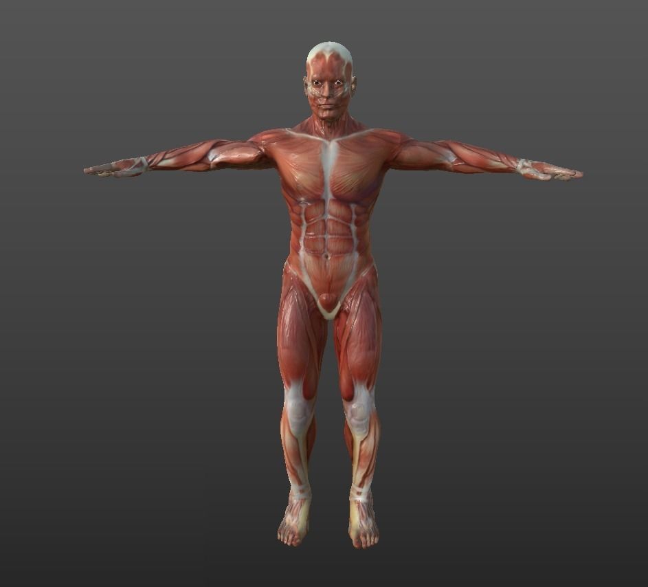 Human Muscular System Low-poly 3D model_1