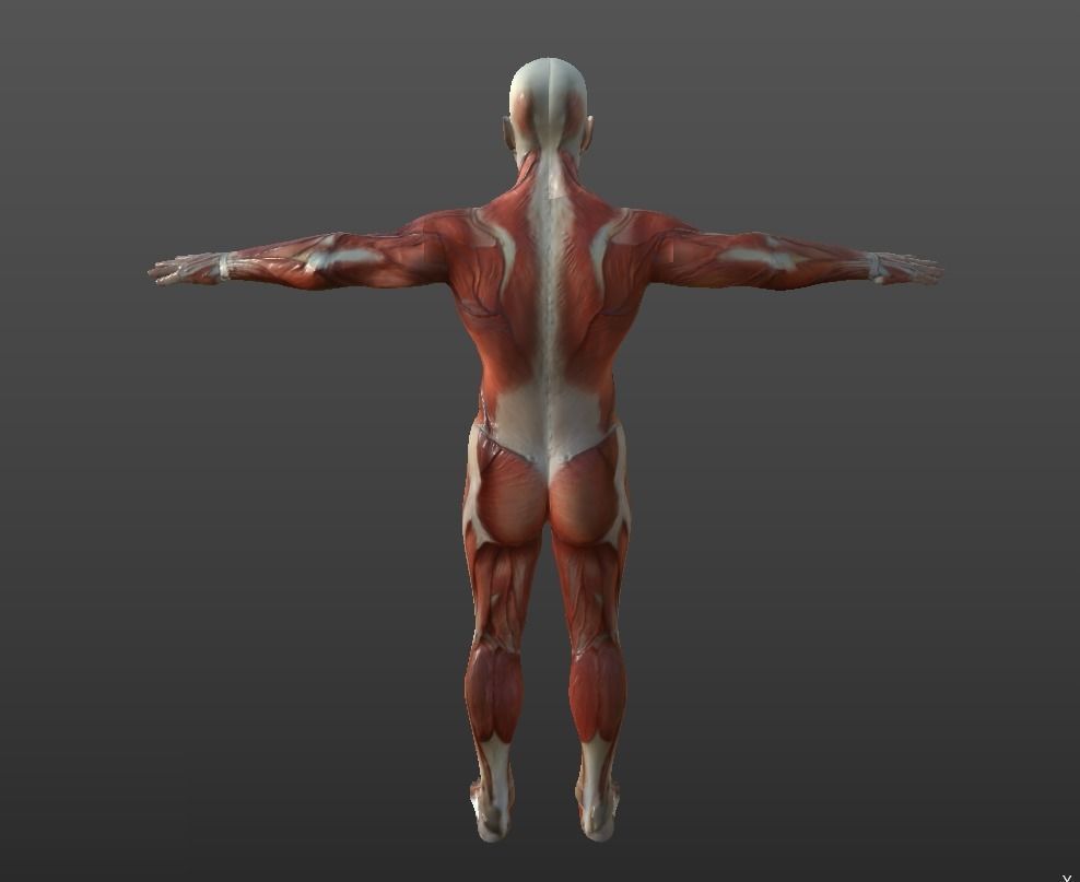 Human Muscular System Low-poly 3D model_2