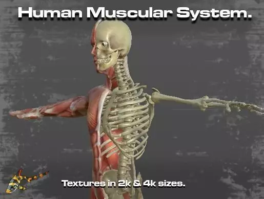 Human Muscular System Low-poly 3D model_0