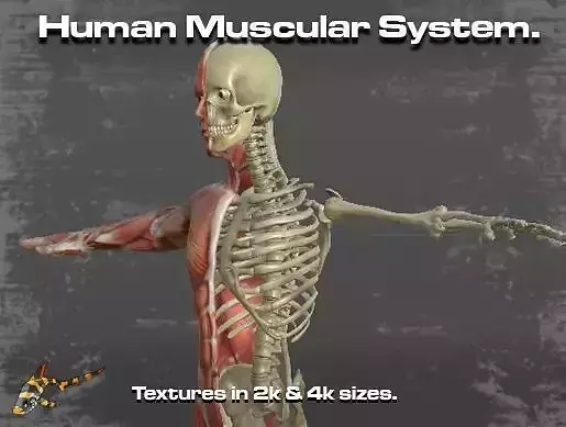 Human Muscular System Low-poly 3D model