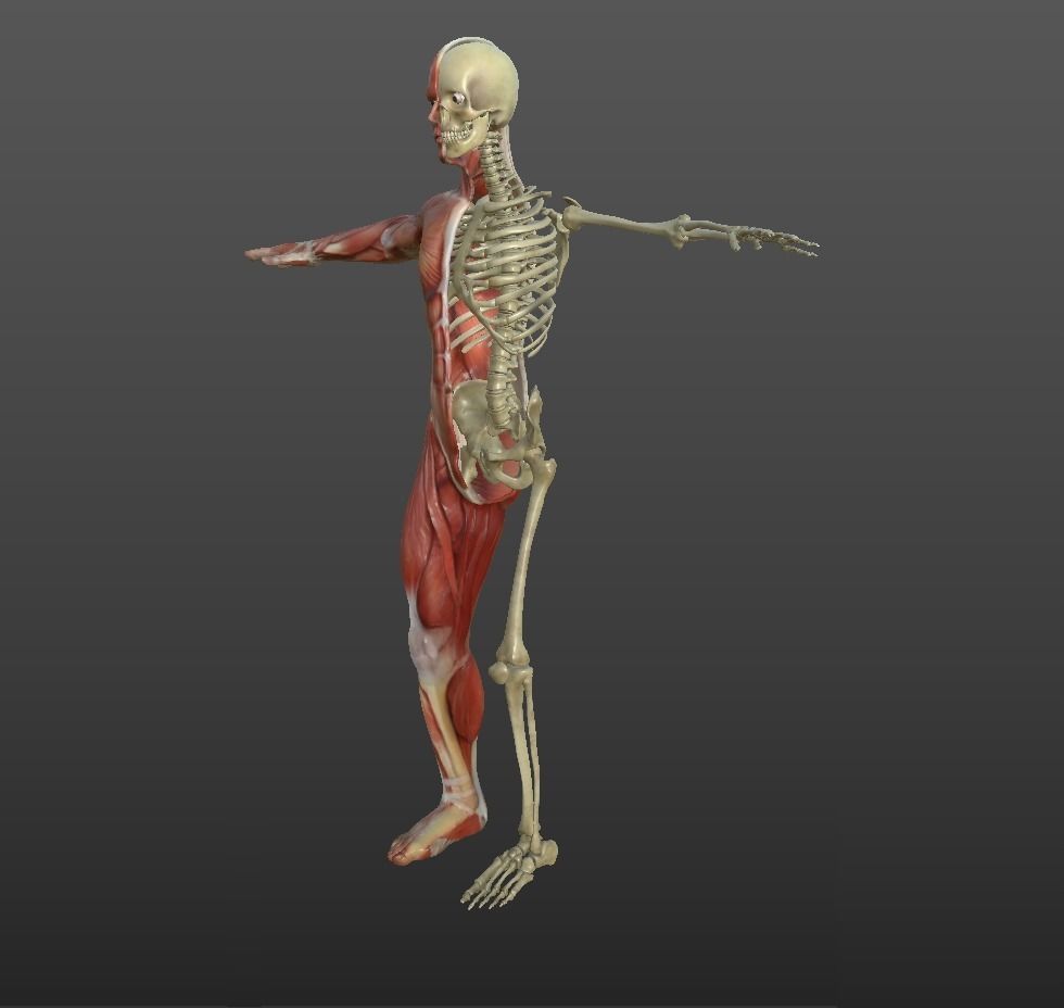Human Muscular System Low-poly 3D model_9