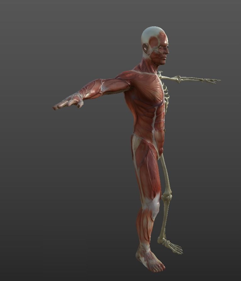 Human Muscular System Low-poly 3D model_8