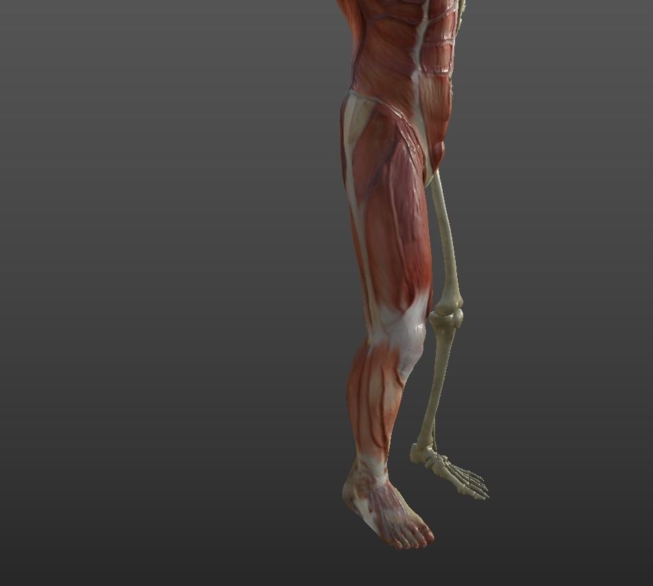 Human Muscular System Low-poly 3D model_12