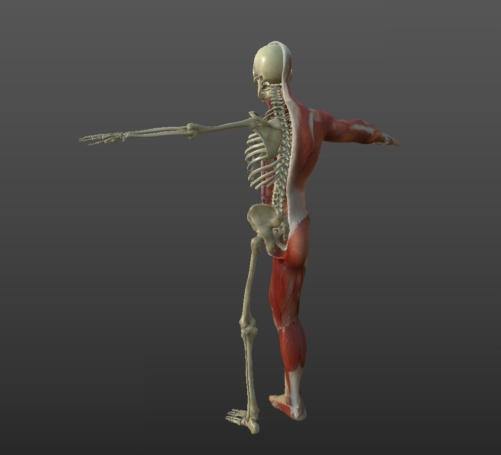 Human Muscular System Low-poly 3D model_10