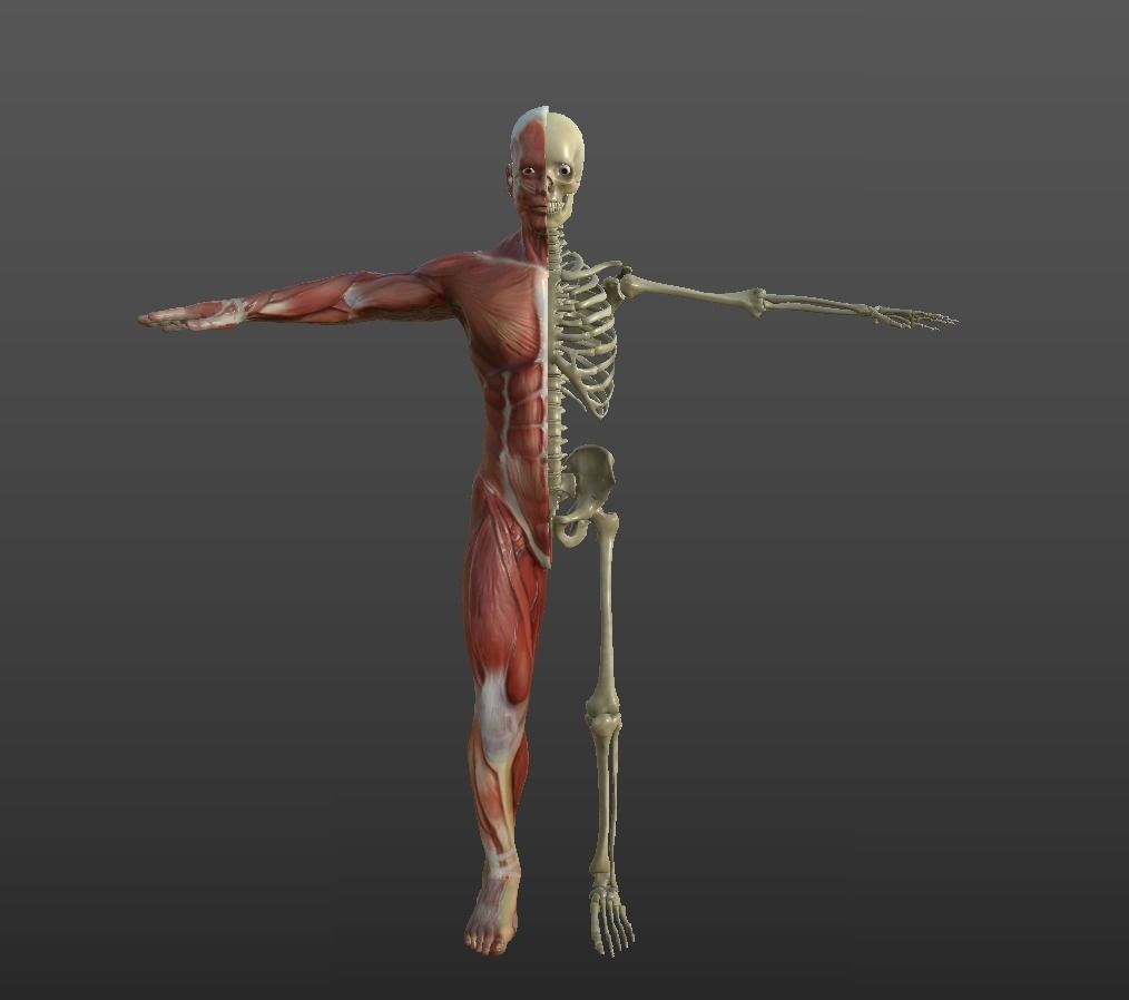 Human Muscular System Low-poly 3D model_7