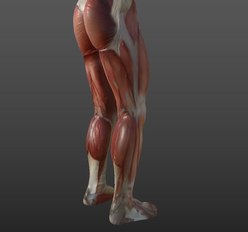 Human Muscular System Low-poly 3D model_5