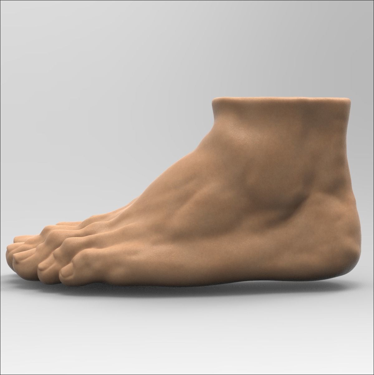 Foot human 3D model_1