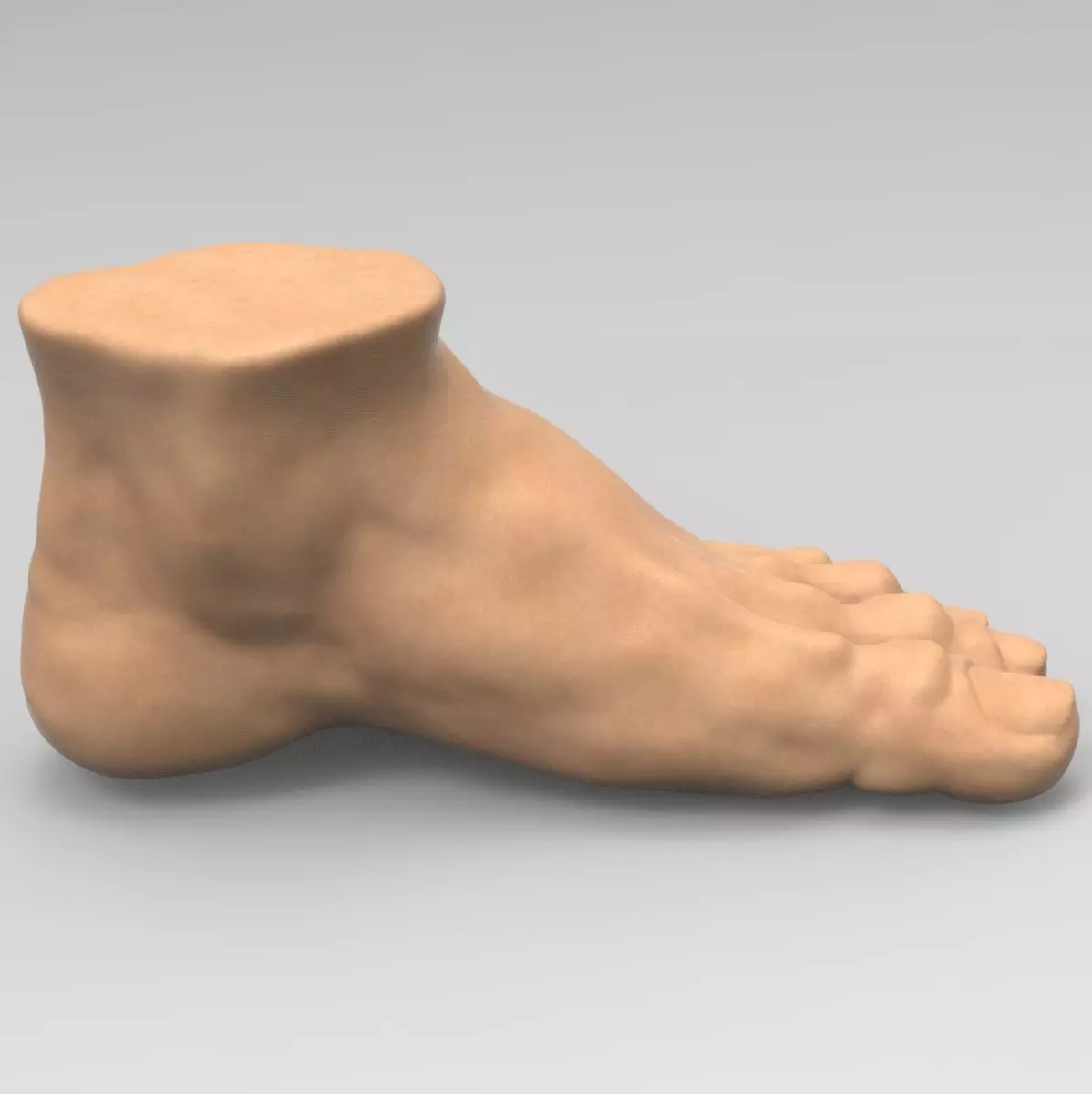 Foot human 3D model_0