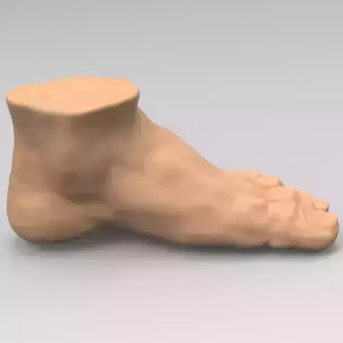 Foot human