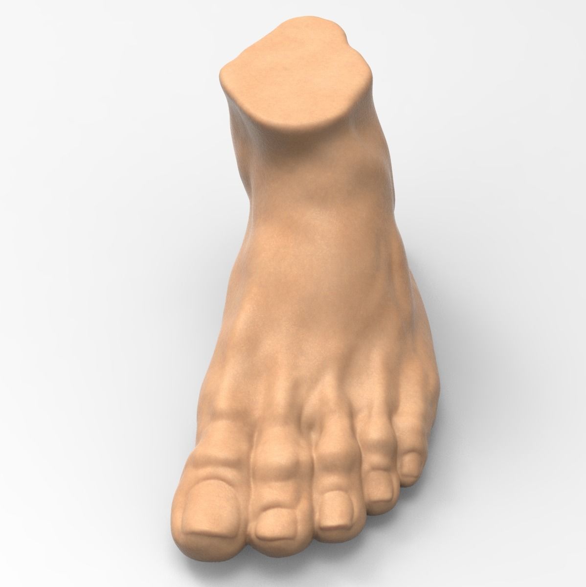 Foot human 3D model_2