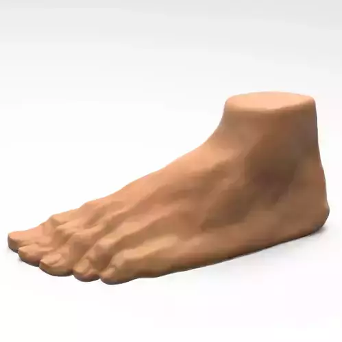 Foot human