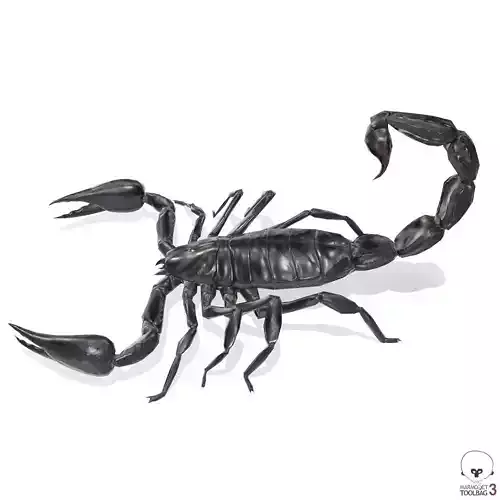 Photorealistic Black Scorpion Low-poly 3D model