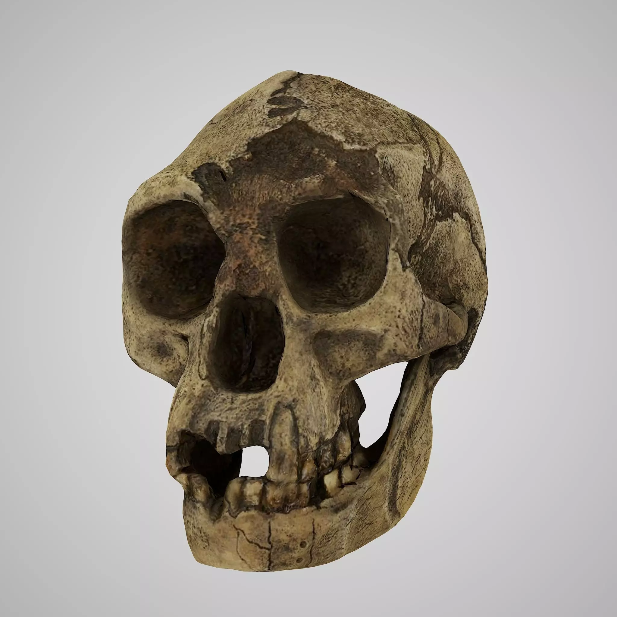 Homo Floresiensis skull 3D print model_0