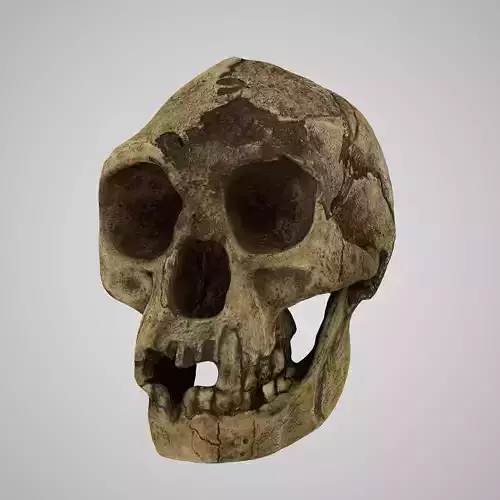 Homo Floresiensis skull
