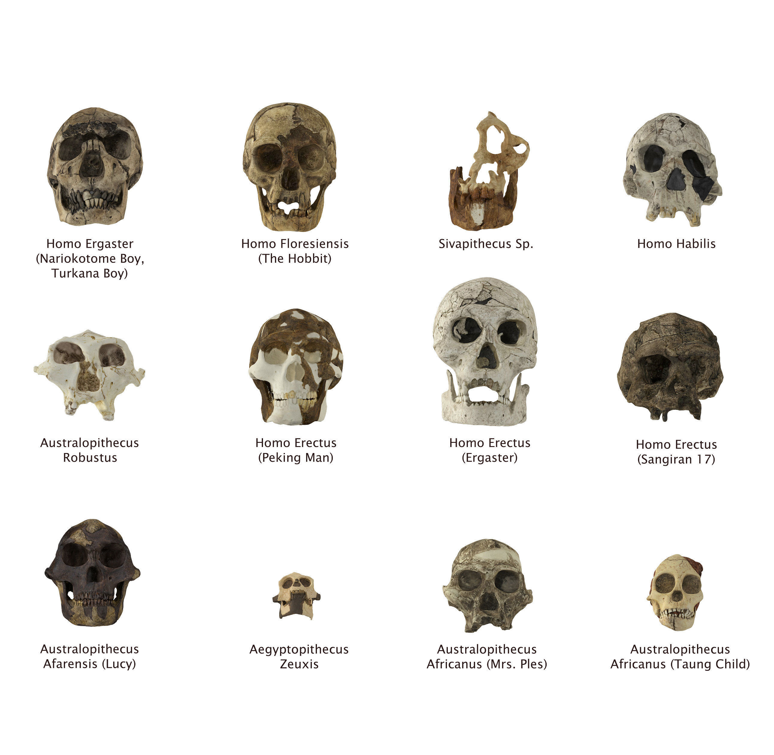 Homo Floresiensis skull 3D print model_6