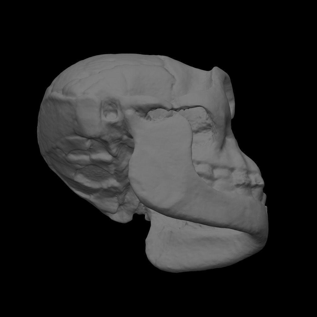 Homo Floresiensis skull 3D print model_5