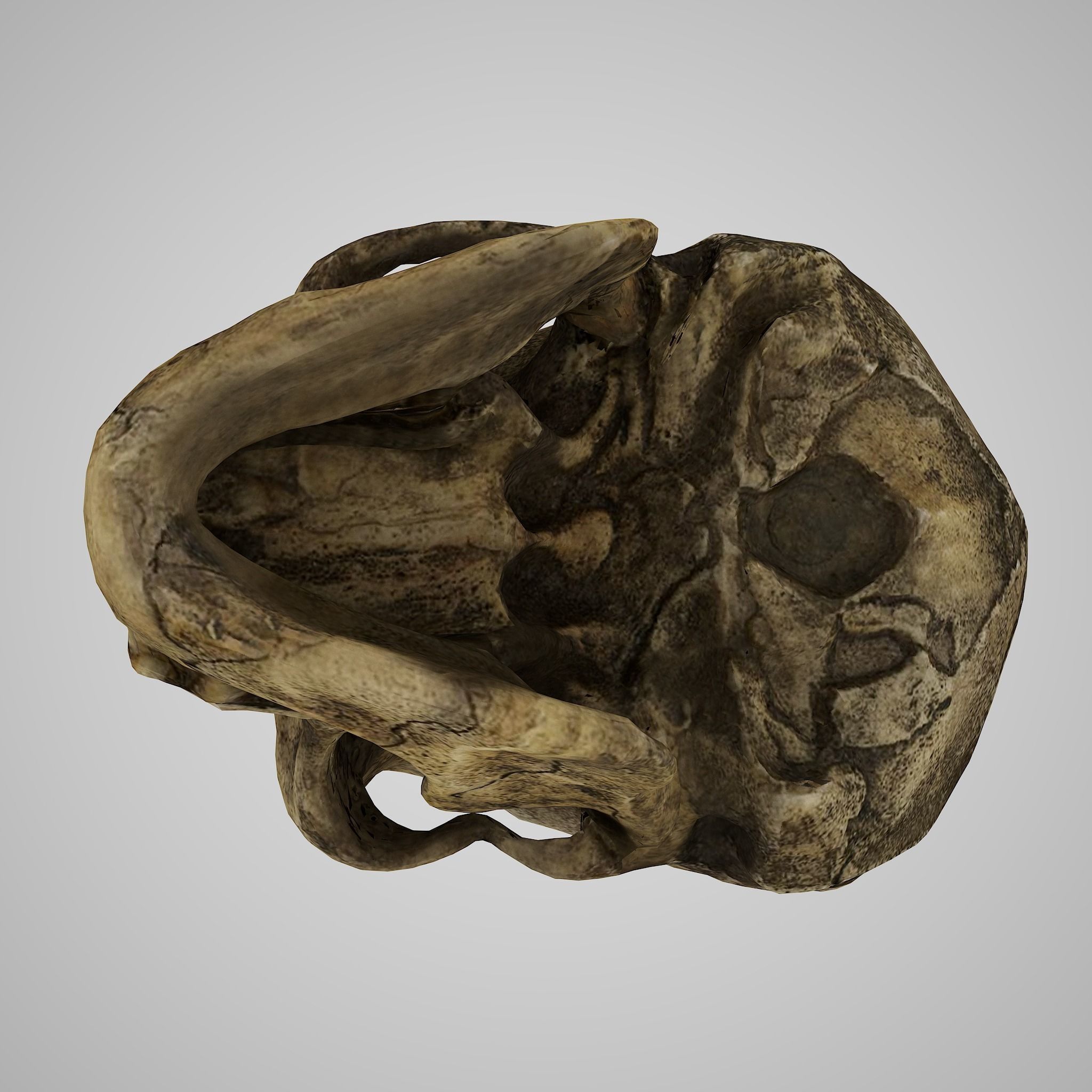 Homo Floresiensis skull 3D print model_3