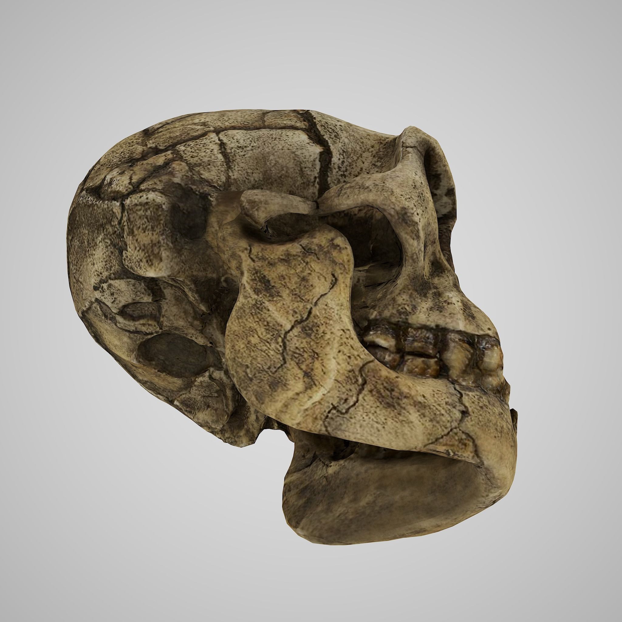 Homo Floresiensis skull 3D print model_2
