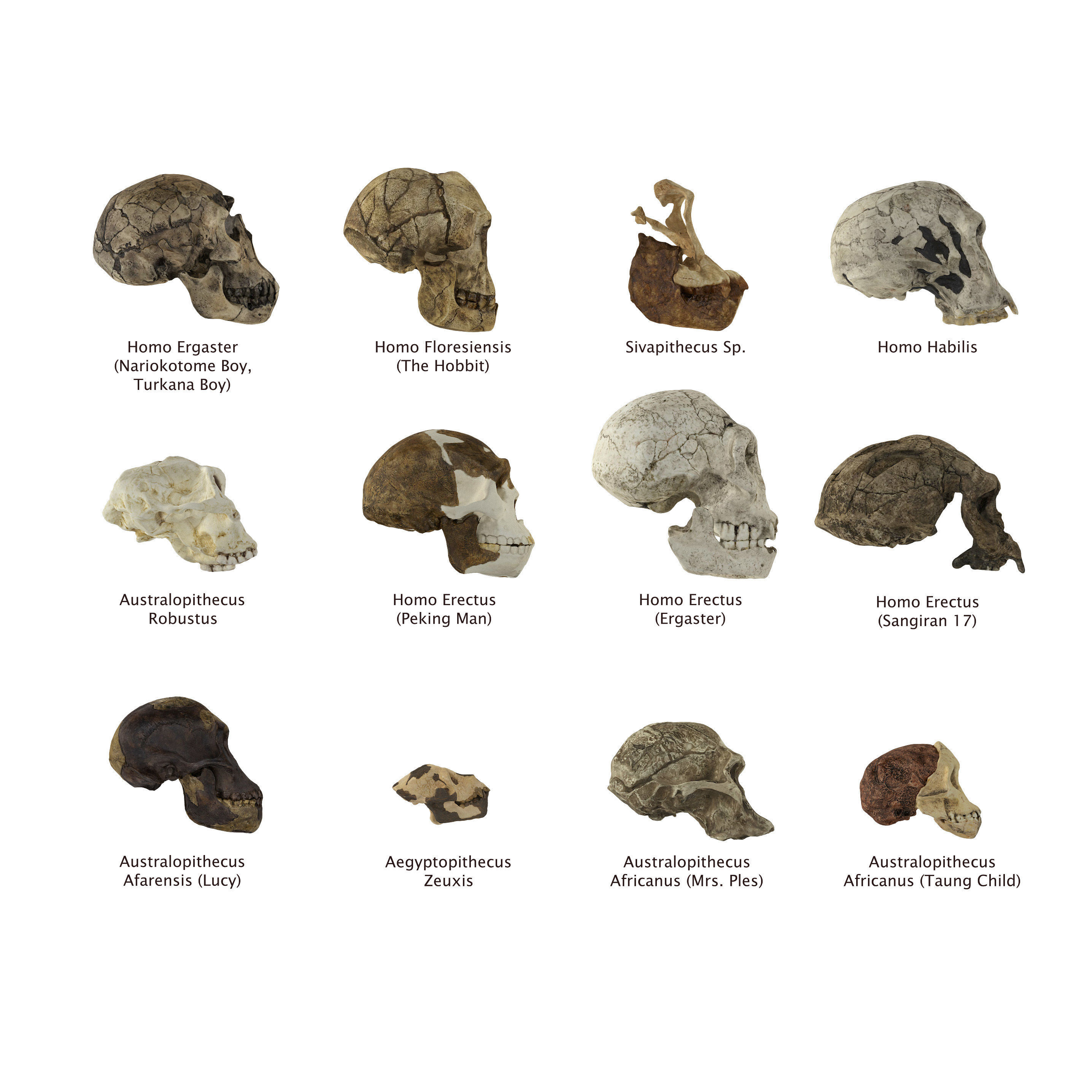 Homo Floresiensis skull 3D print model_7