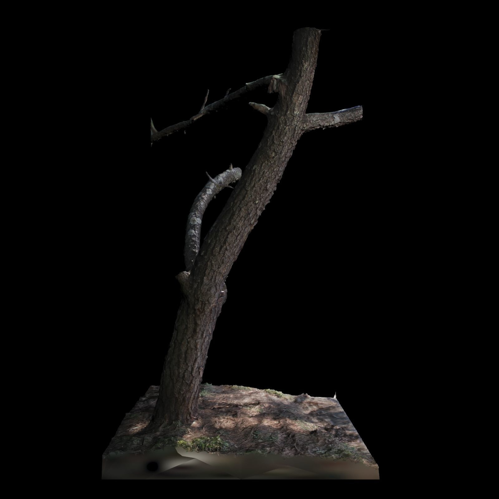 Big Tree 3D model_5