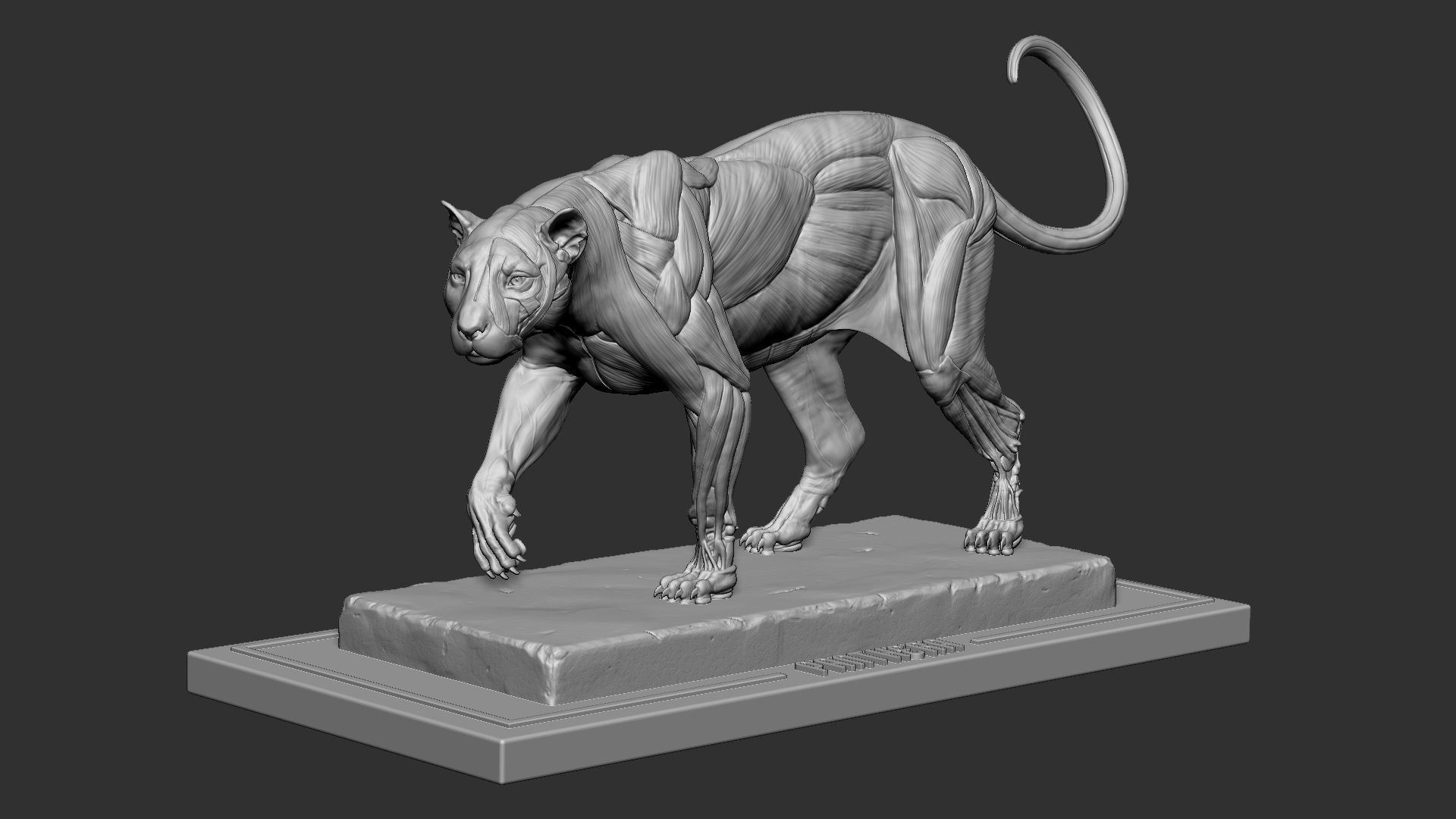 Leopard ecorche 3D print model_4
