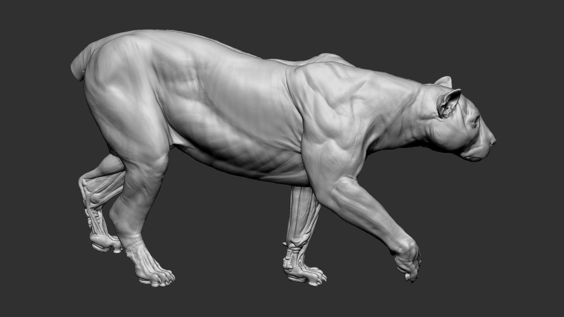 Leopard ecorche 3D print model_9