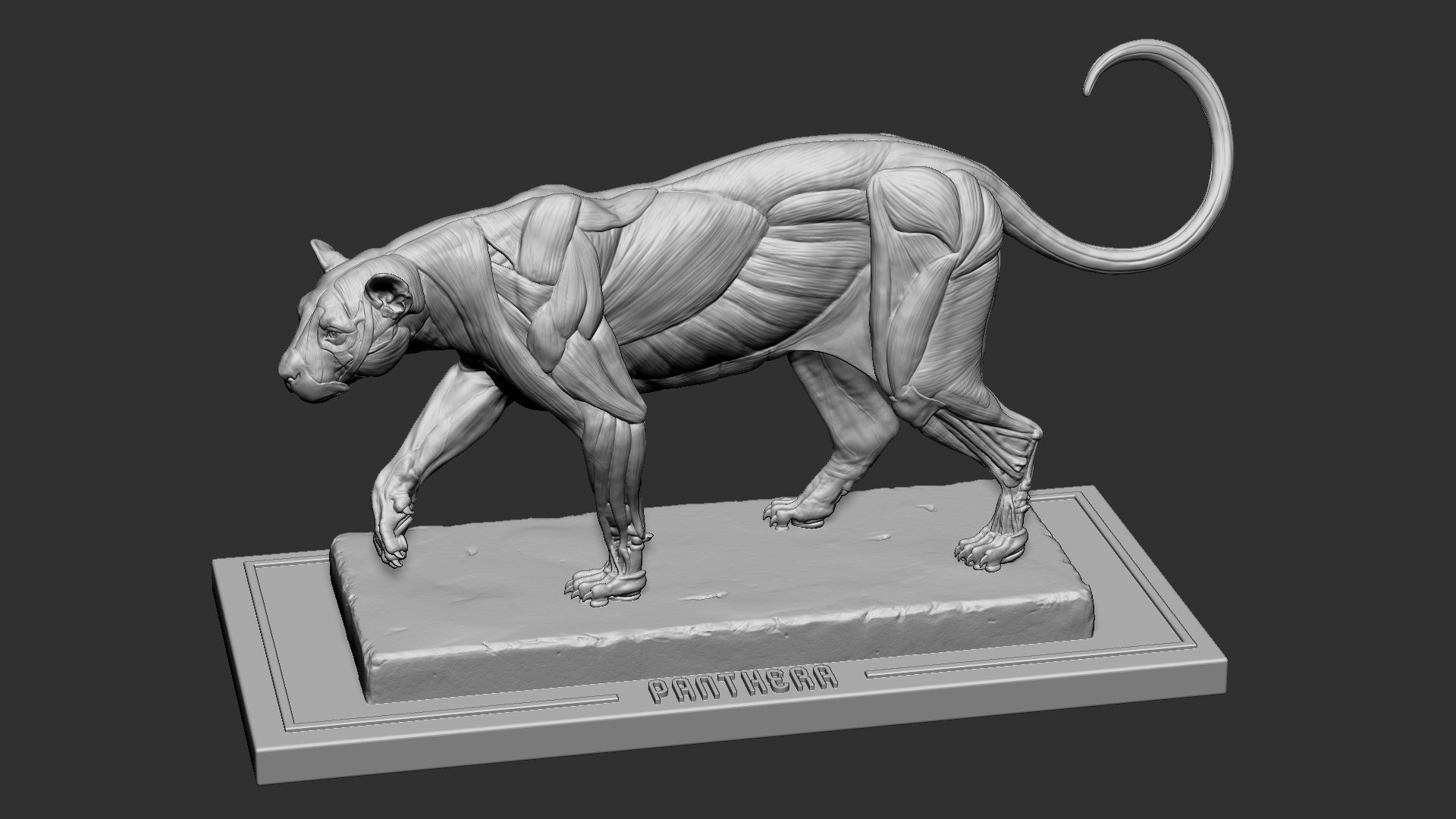 Leopard ecorche 3D print model_5