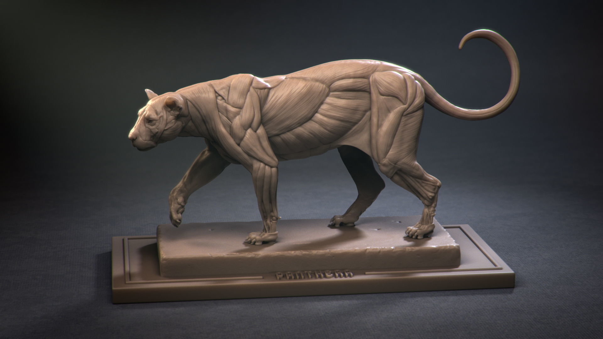 Leopard ecorche 3D print model_1