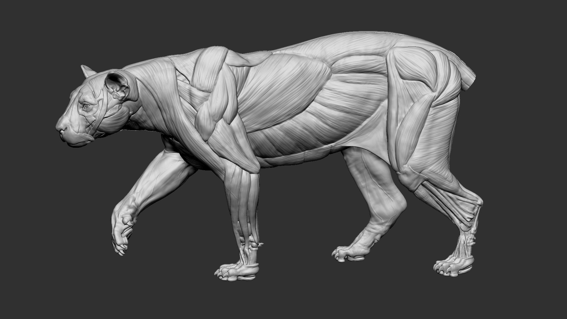 Leopard ecorche 3D print model_8