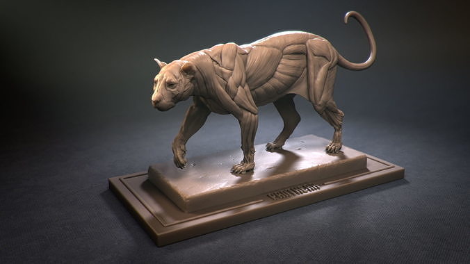 Leopard ecorche 3D print model