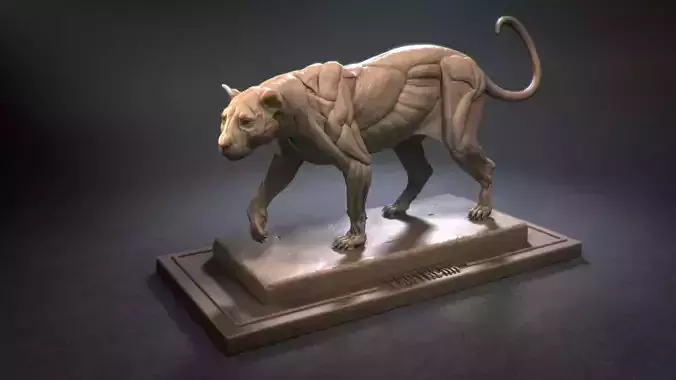 Leopard ecorche 3D print model