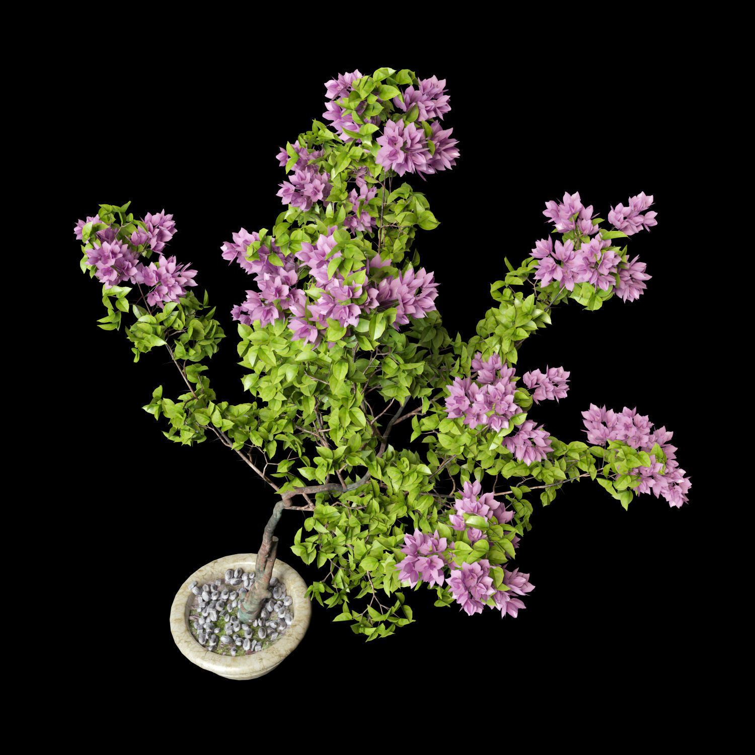 Bougainvillea lilac tree in pot 3D model_5