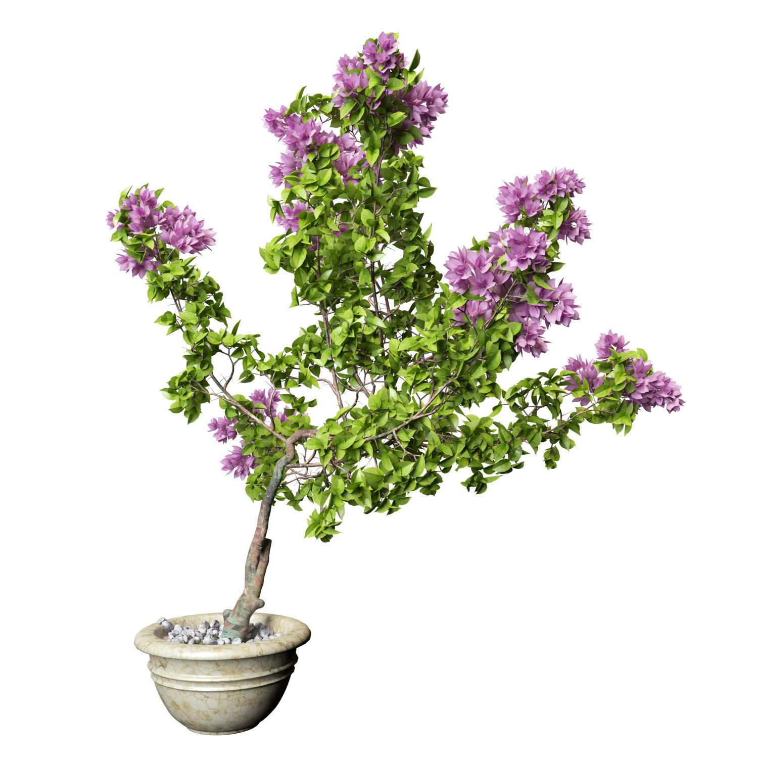 Bougainvillea lilac tree in pot 3D model_2