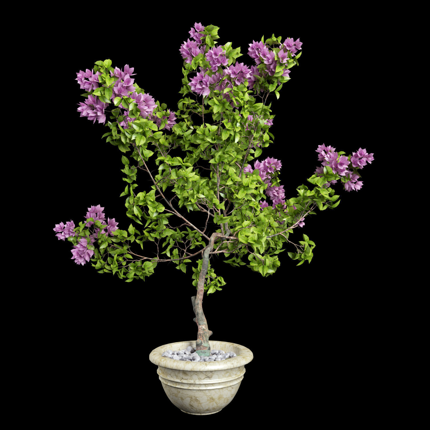 Bougainvillea lilac tree in pot 3D model_1