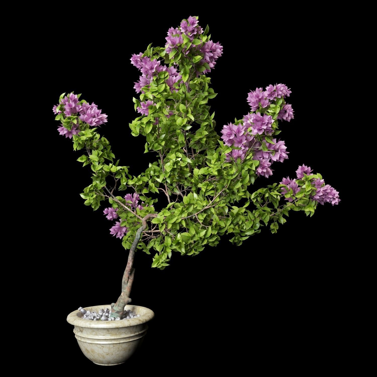 Bougainvillea lilac tree in pot 3D model_3