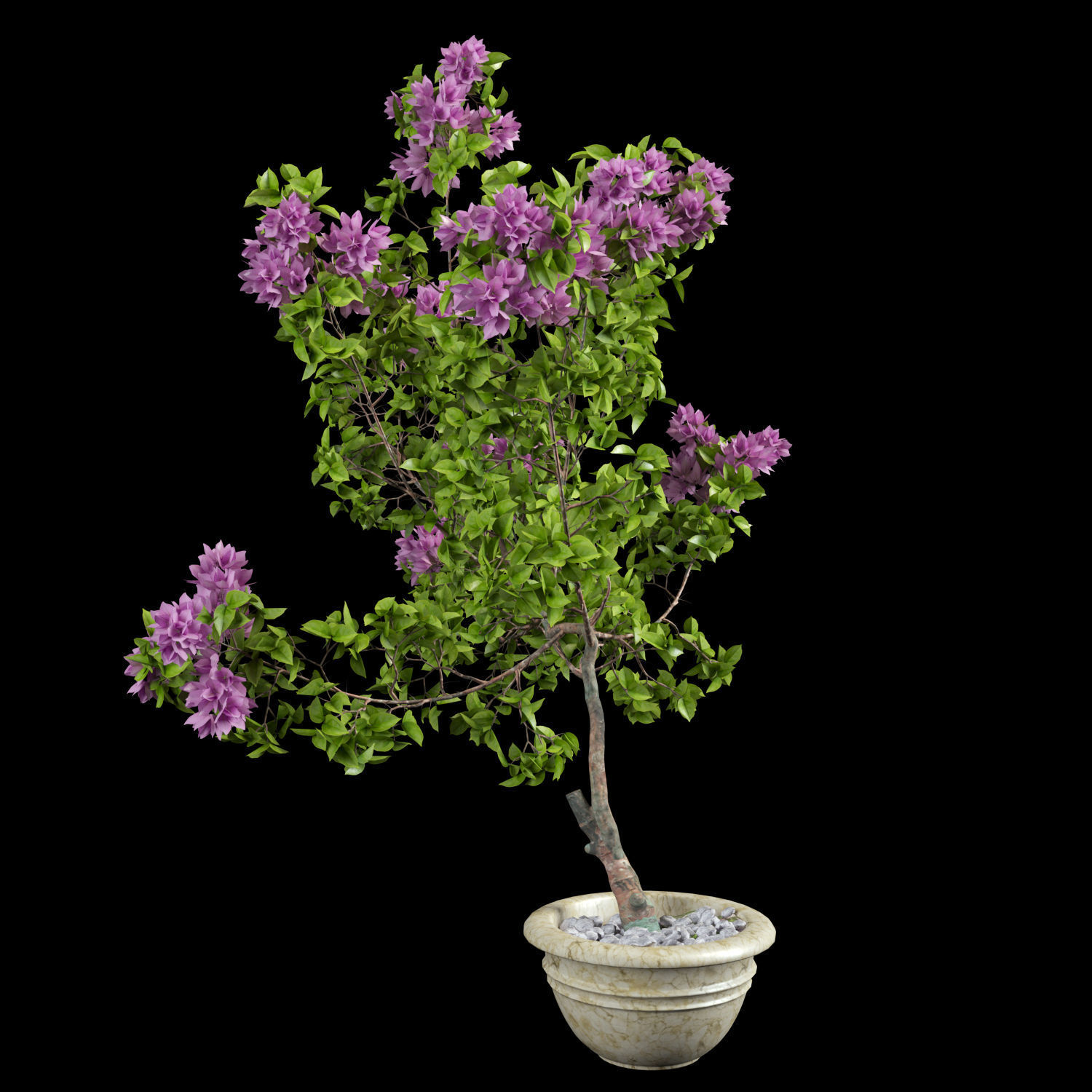 Bougainvillea lilac tree in pot 3D model_7