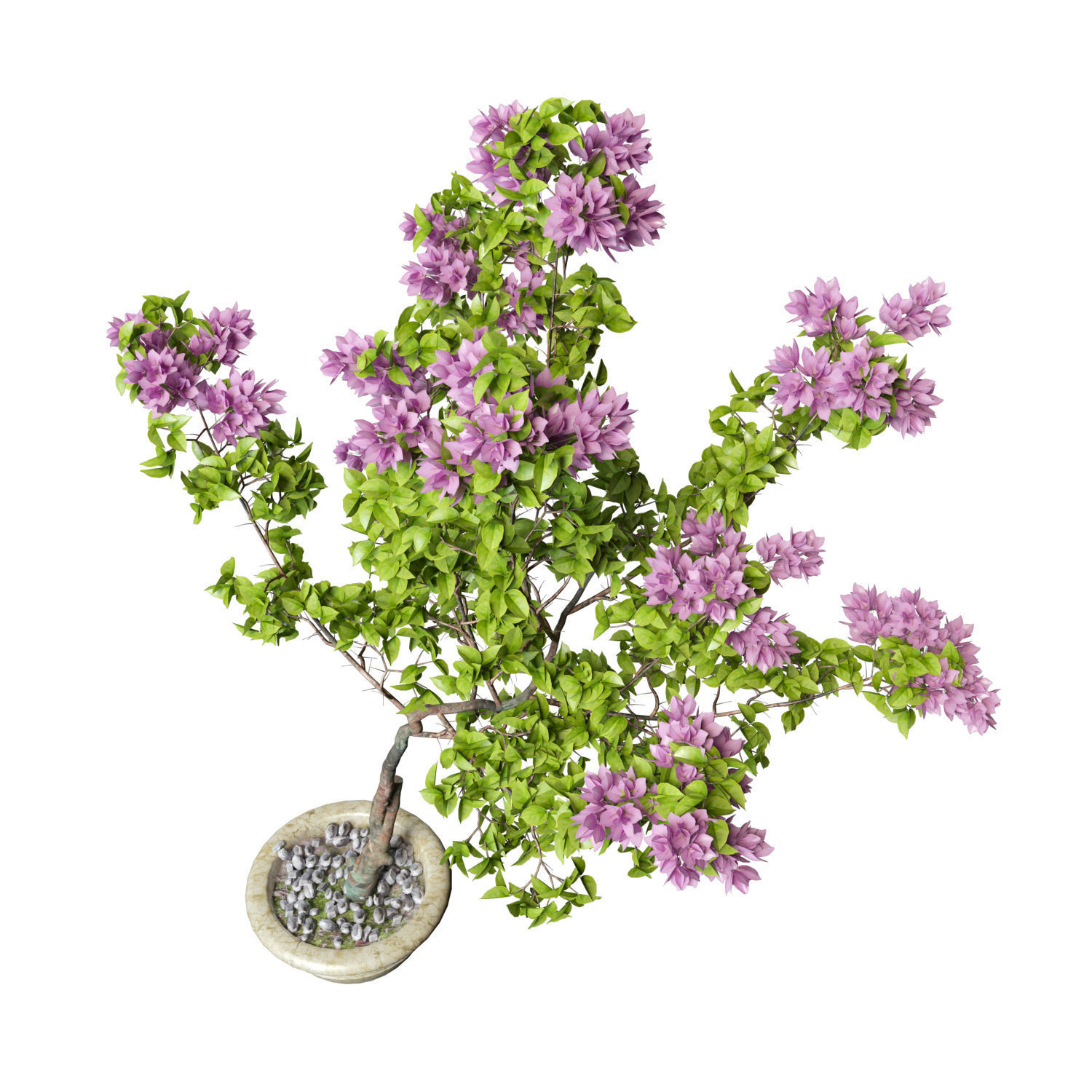 Bougainvillea lilac tree in pot 3D model_4