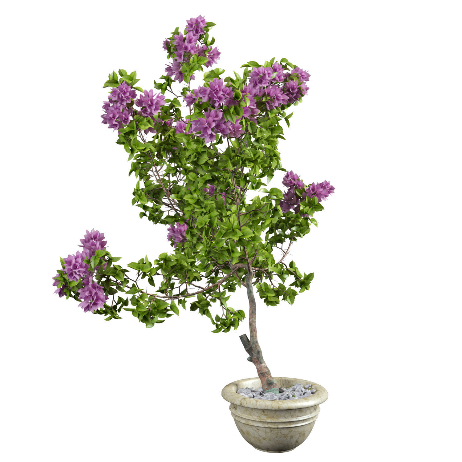 Bougainvillea lilac tree in pot 3D model_6