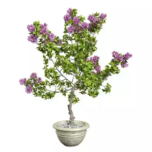 Bougainvillea lilac tree in pot