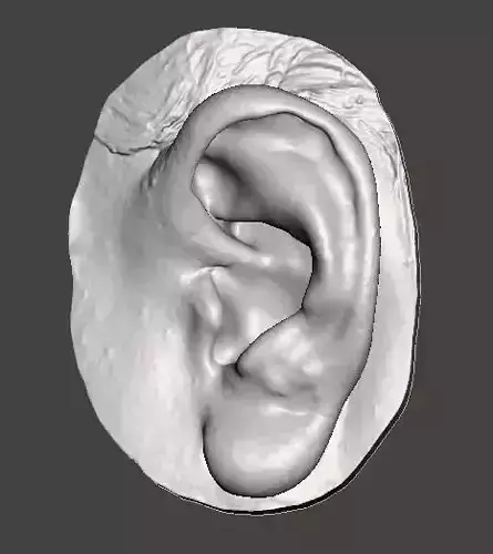 Natural human ear anatomy left side